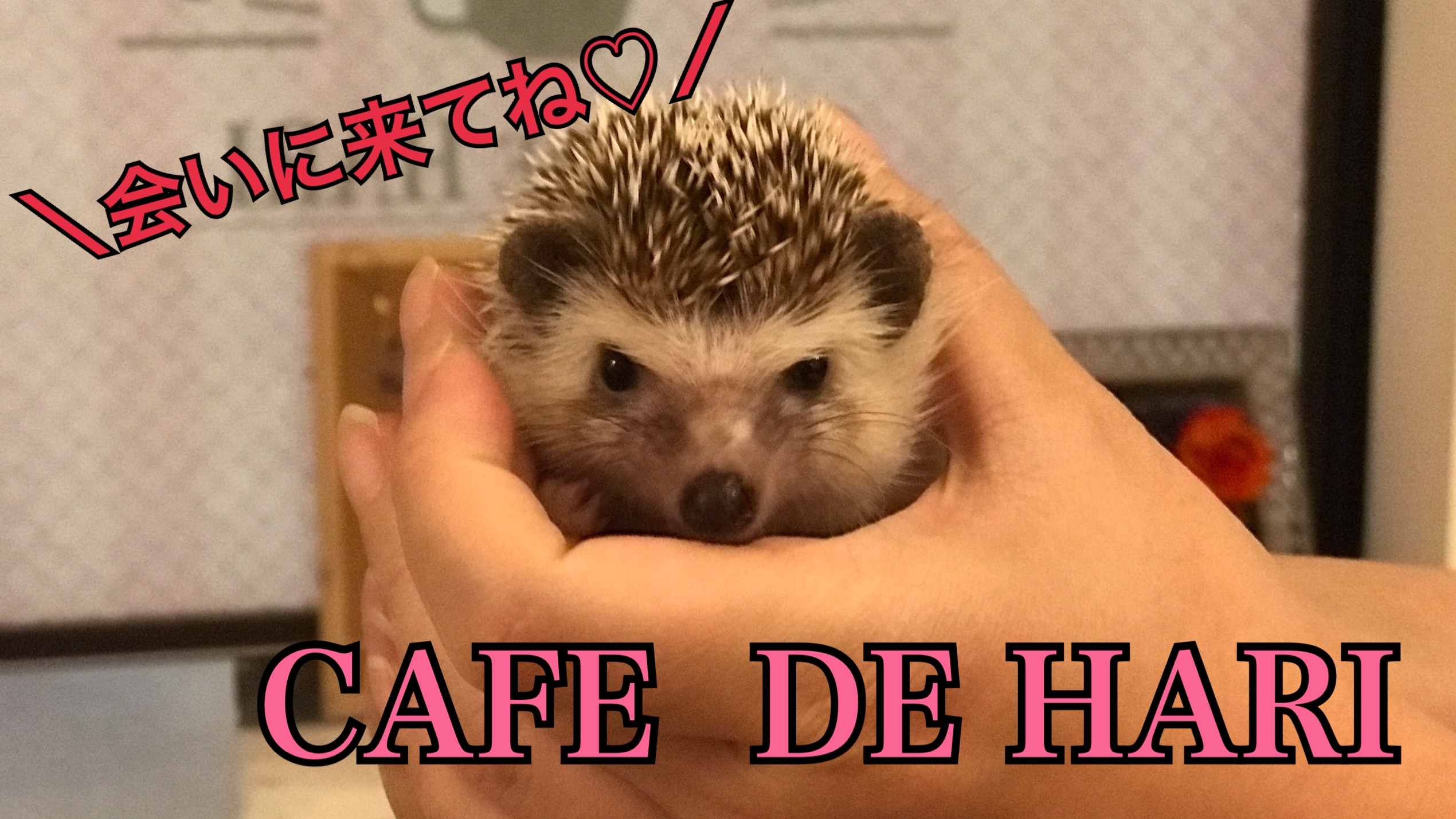 CAFE DE HARI 南森町で可愛いハリネズミさん達に癒されました