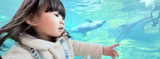 海遊館　水族館　港区　天保山　サメ　水槽　チケット　室内遊び