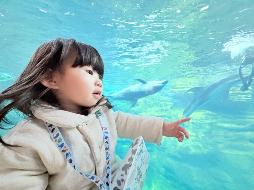 海遊館　水族館　港区　天保山　サメ　水槽　チケット　室内遊び
