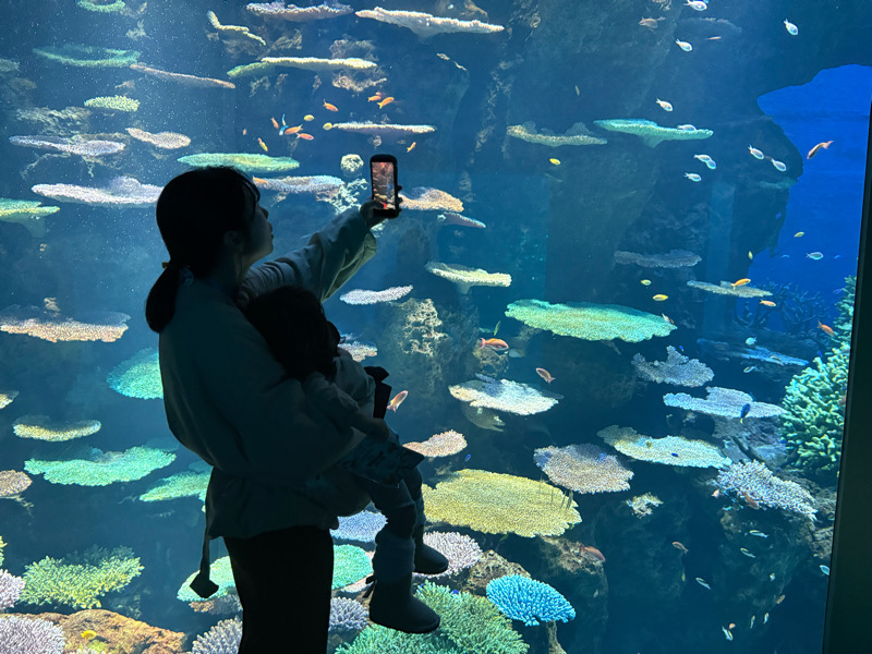海遊館　水族館　港区　天保山　サメ　水槽　チケット　室内遊び