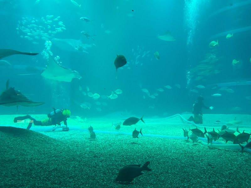 海遊館　水族館　ダイバー　ジンベイザメ　港区　天保山　サメ　水槽　チケット　室内遊び