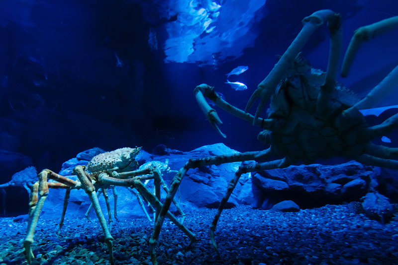 海遊館　水族館　ジンベイザメ　港区　天保山　サメ　水槽　チケット　室内遊び