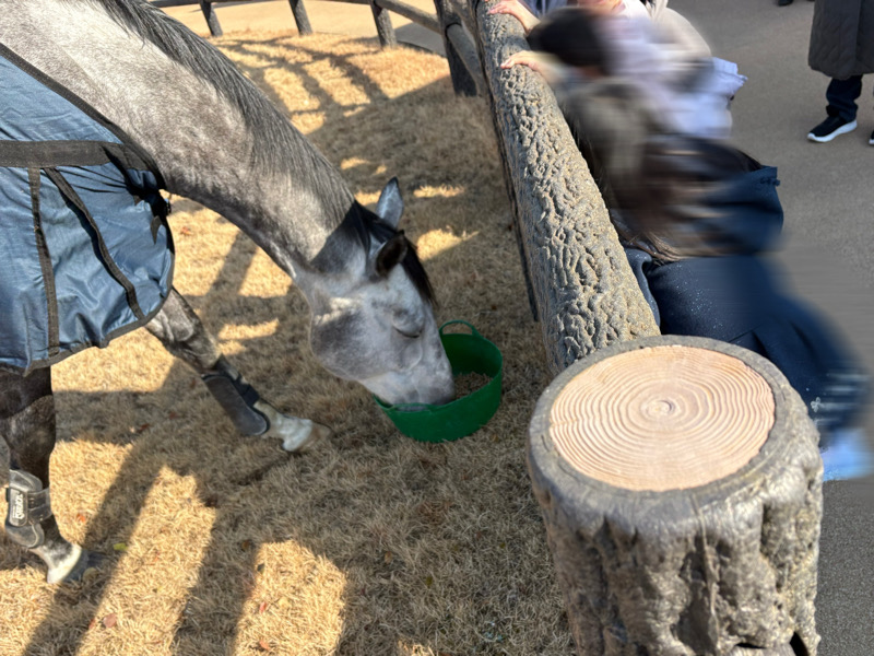 京都　京都競馬場　競馬　馬　ふれあい　乗馬　餌やり　ボーネルンド　Paka Run！　パカラン　ふわふわドーム