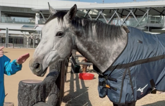 京都　京都競馬場　競馬　馬　ふれあい　乗馬　餌やり　ボーネルンド　Paka Run！　パカラン　ふわふわドーム