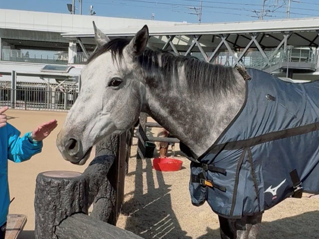 京都　京都競馬場　競馬　馬　ふれあい　乗馬　餌やり　ボーネルンド　Paka Run！　パカラン　ふわふわドーム