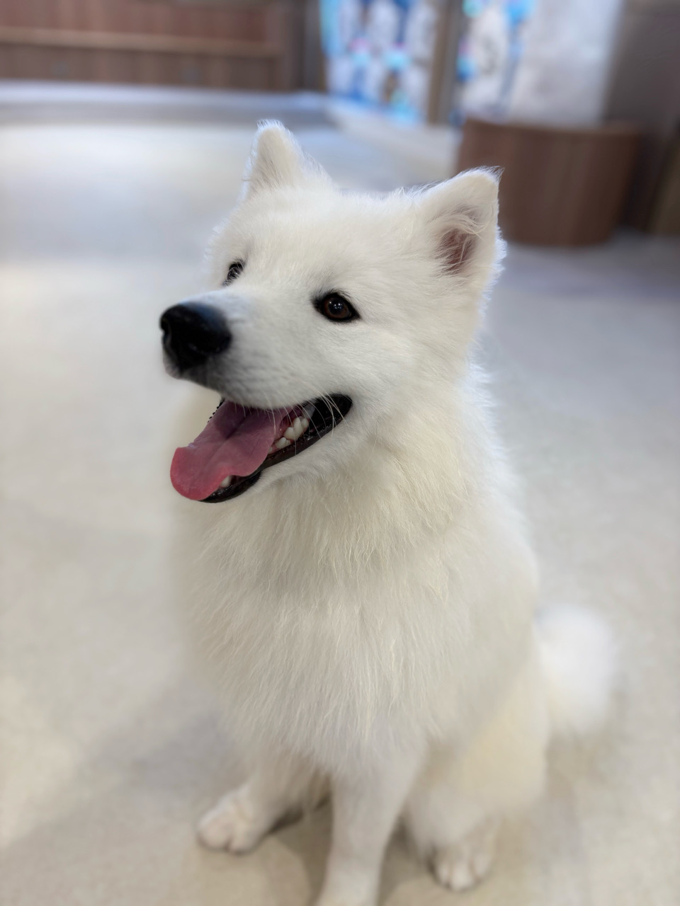 サモエドカフェ moffu 心斎橋 サモエド　犬カフェ　ドッグカフェ　子連れ　室内遊び　雨でも遊べる　大阪
