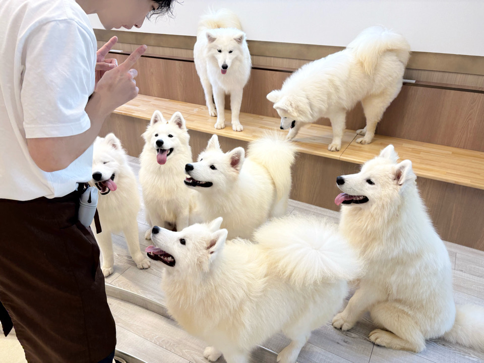 サモエドカフェ moffu 心斎橋 サモエド　犬カフェ　ドッグカフェ　子連れ　室内遊び　雨でも遊べる　大阪