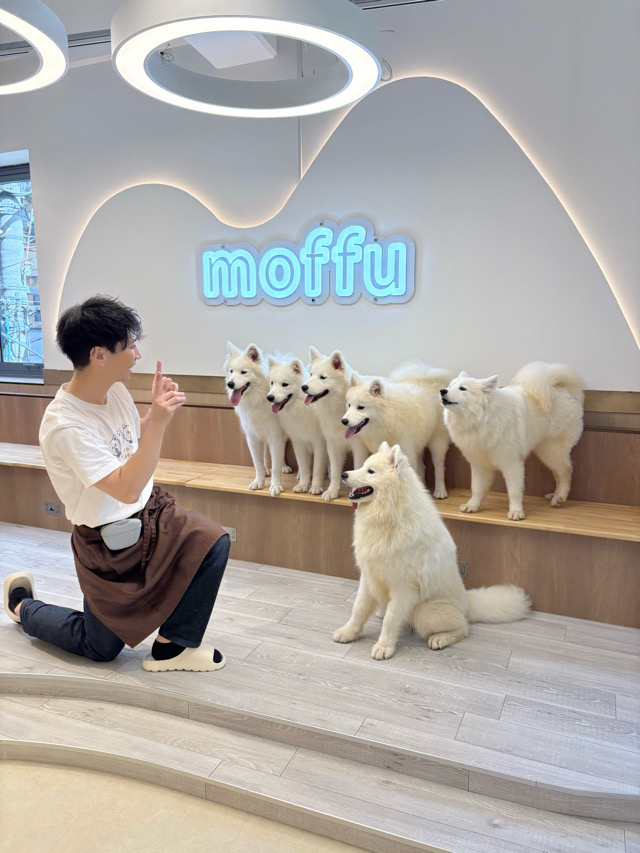 サモエドカフェ moffu 心斎橋 サモエド　犬カフェ　ドッグカフェ　子連れ　室内遊び　雨でも遊べる　大阪　デート　心斎橋デート　カップル