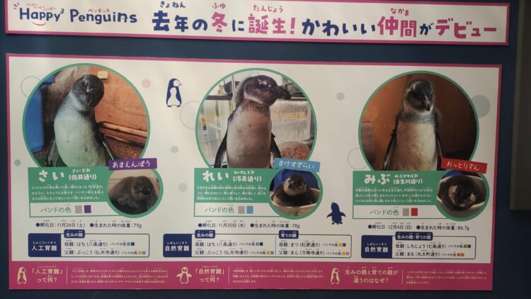 京都水族館、ペンギン