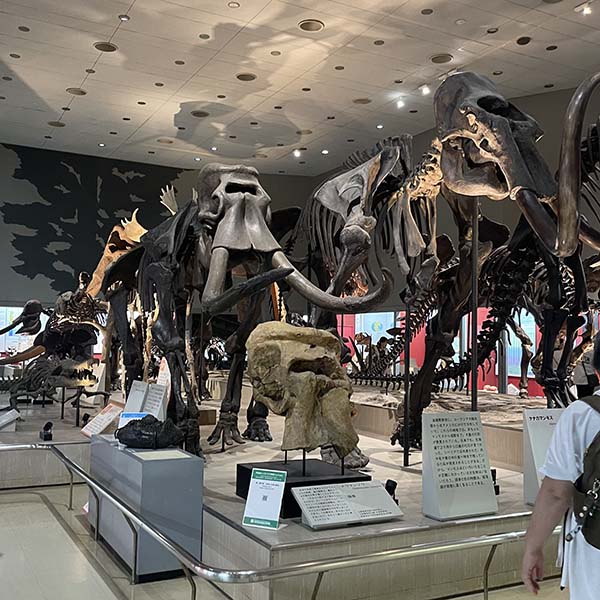 長居公園　自然史博物館　恐竜博　夏のお出かけ
