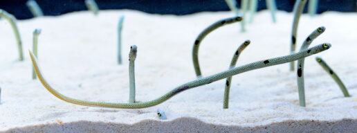 チンアナゴ、京都水族館