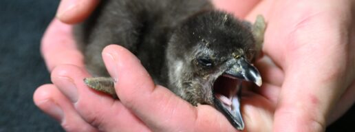 京都水族館、ケープペンギン