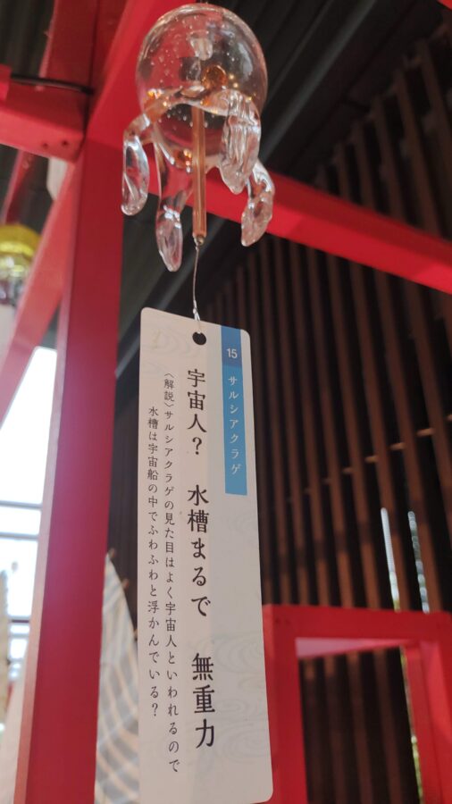 くらげ、京都水族館