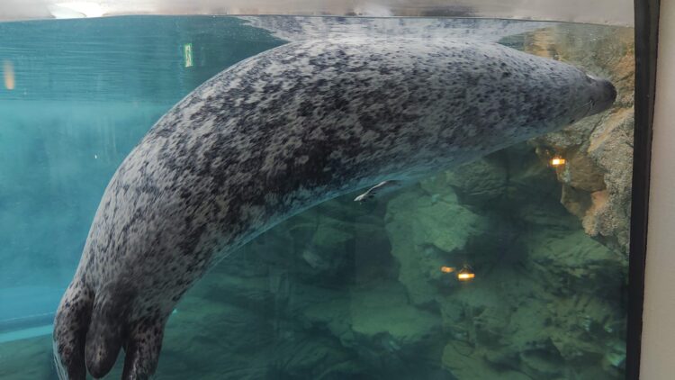 夜のすいぞくかん、京都水族館