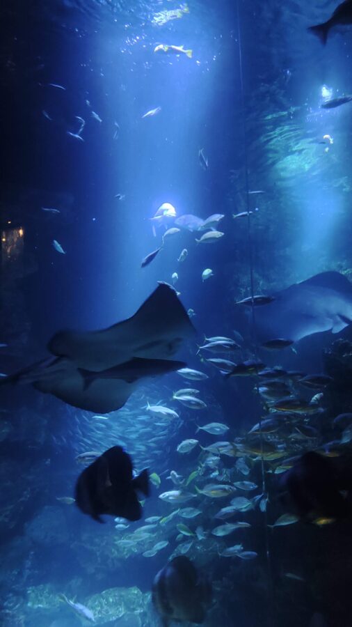 夜のすいぞくかん、京都水族館