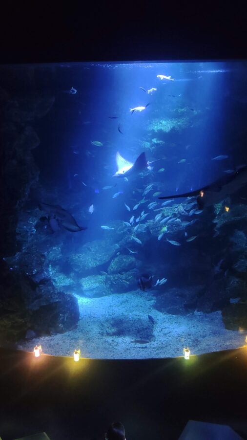 夜のすいぞくかん、京都水族館