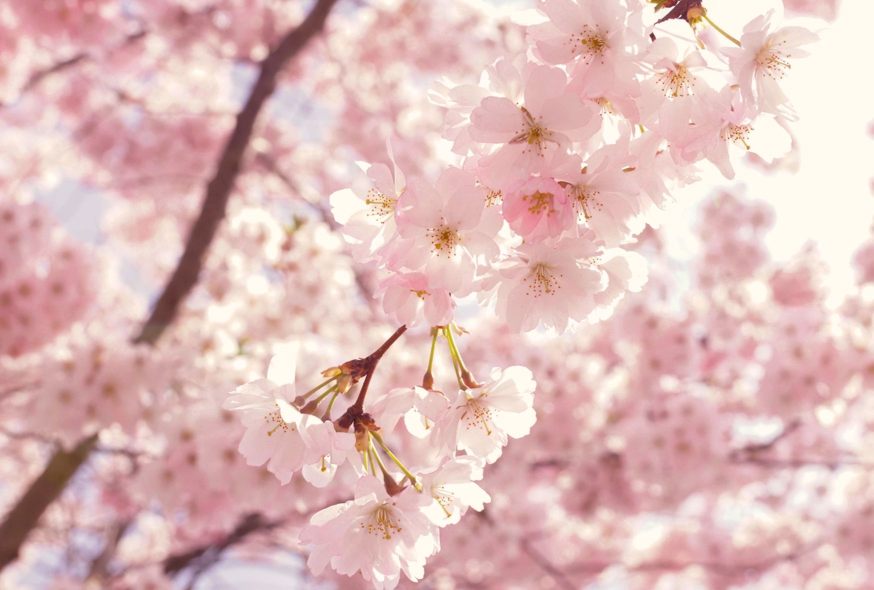 あつ&さま専用（原画）夜更けの桜が咲く頃 ほか　4点おまとめ d｜カゼグルマ 桜【3個入り】 | KONCENT Web shop｜アッシュ