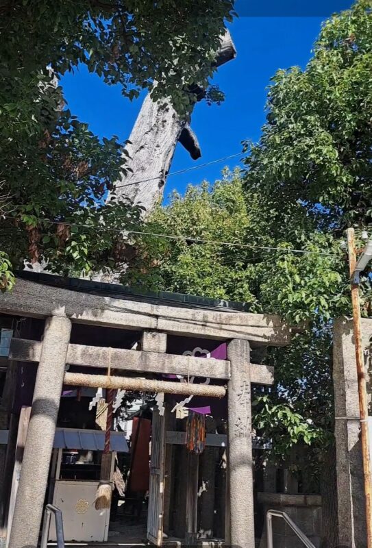 楠神社だんじり