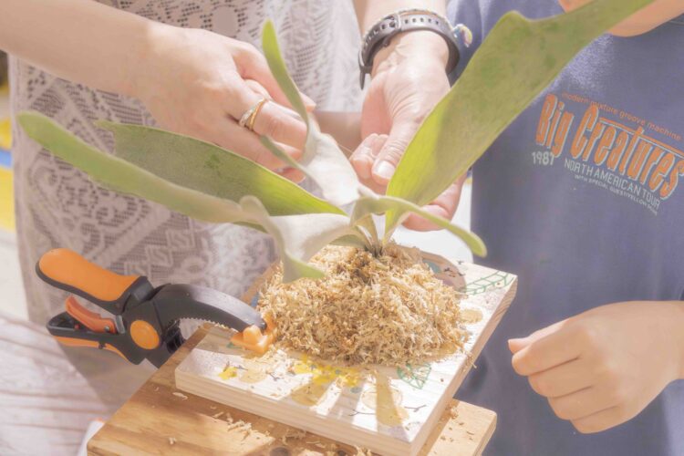 みどりの雑貨店、植物アート体験