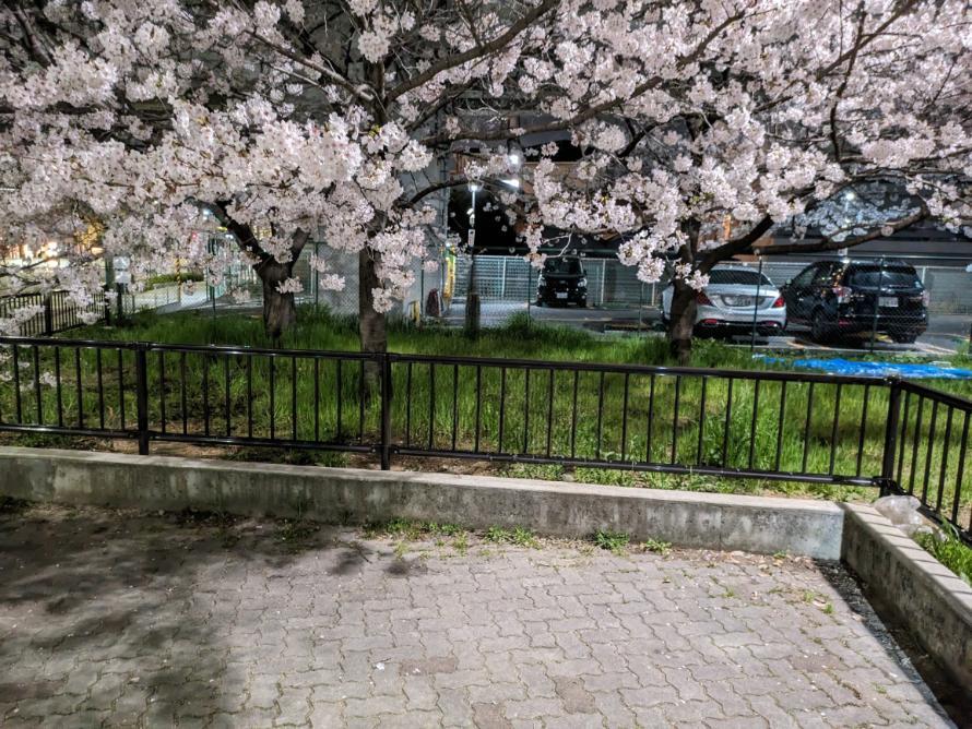 阿倍野区　長池公園　桜