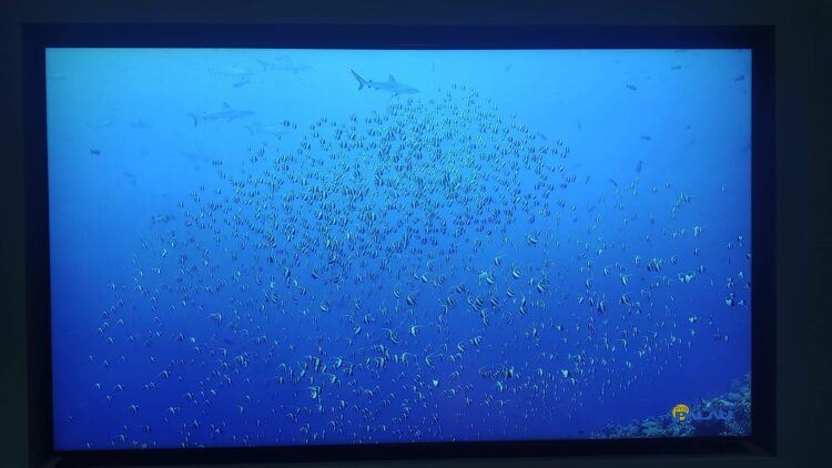 パラう、万博