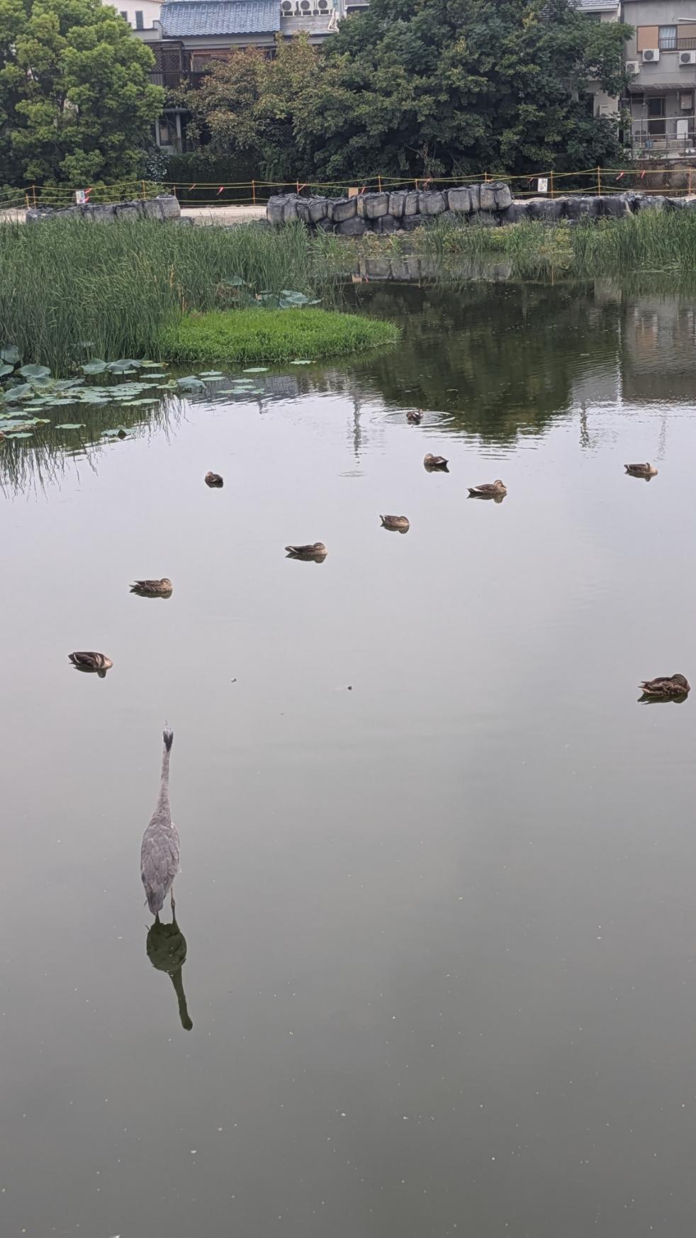 阿倍野区　桃ヶ池公園　池の生き物