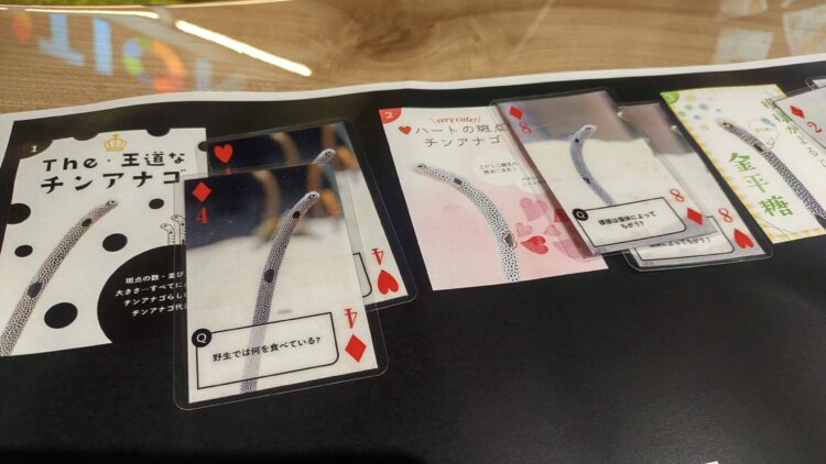 京都水族館、チンアナゴ