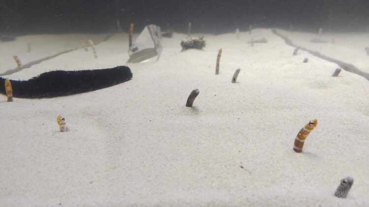 京都水族館、チンアナゴ