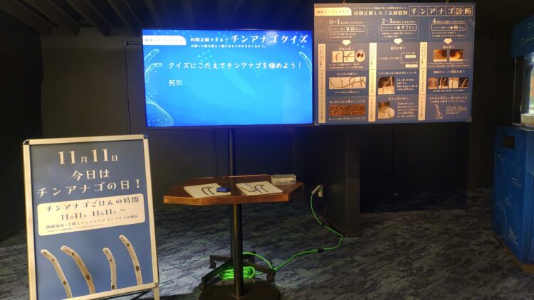 京都水族館、チンアナゴ