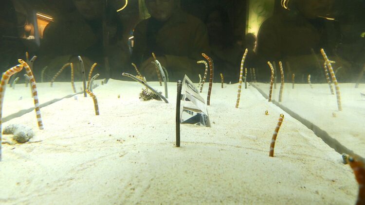 京都水族館、チンアナゴ