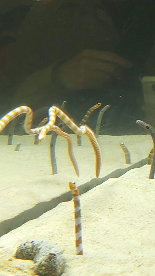 京都水族館、チンアナゴ