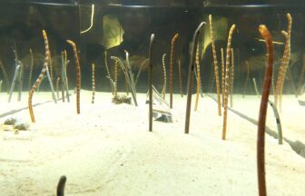 京都水族館、チンアナゴ