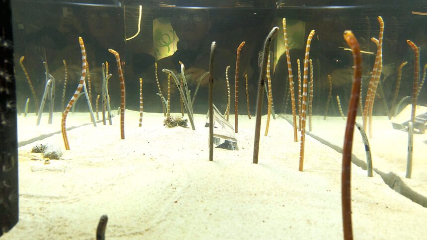 京都水族館、チンアナゴ