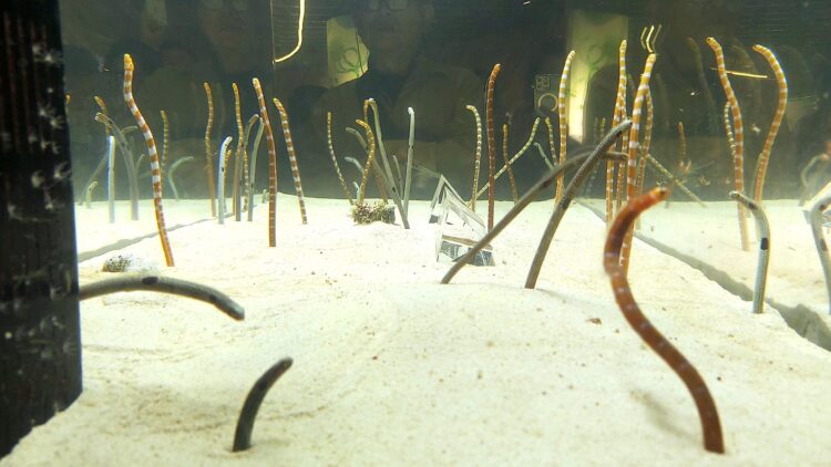 京都水族館、チンアナゴ