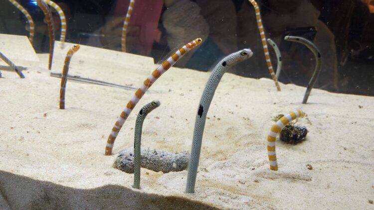 京都水族館、チンアナゴ