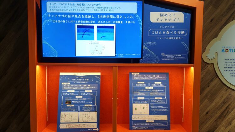 京都水族館、チンアナゴ