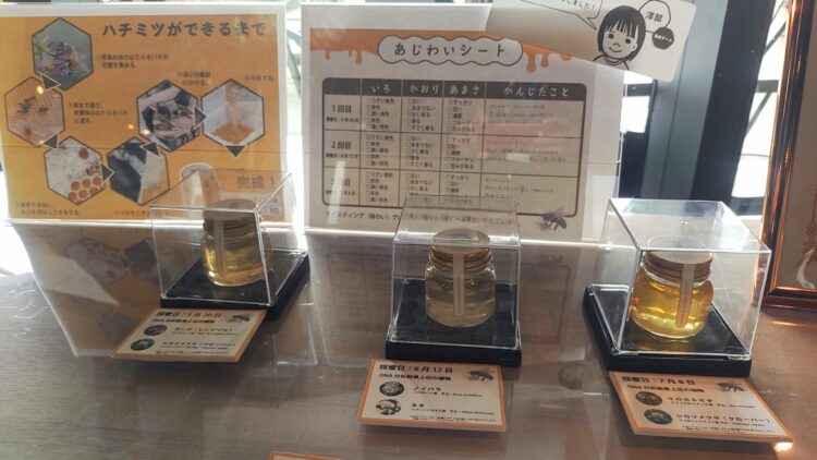 京都水族館、チンアナゴ