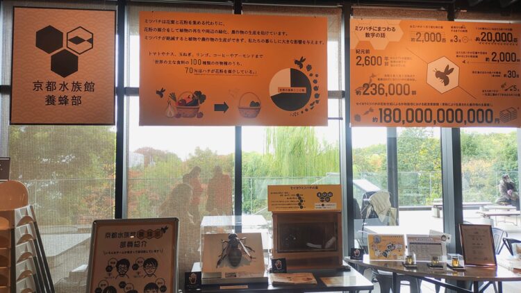 京都水族館、チンアナゴ