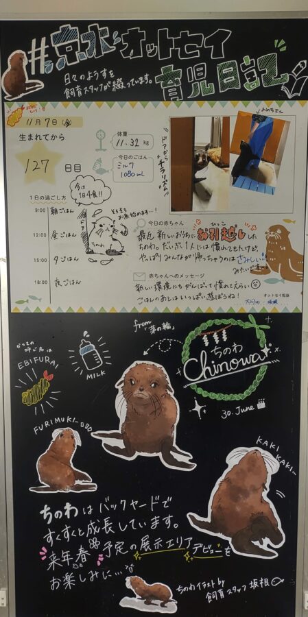 京都水族館、チンアナゴ