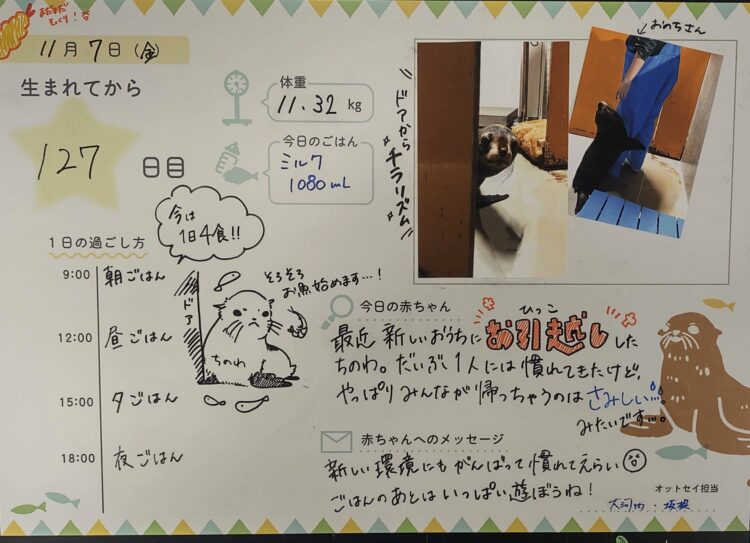 京都水族館、チンアナゴ