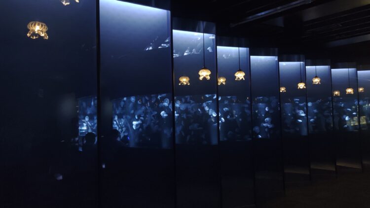 京都水族館、くらげのあかりたち
