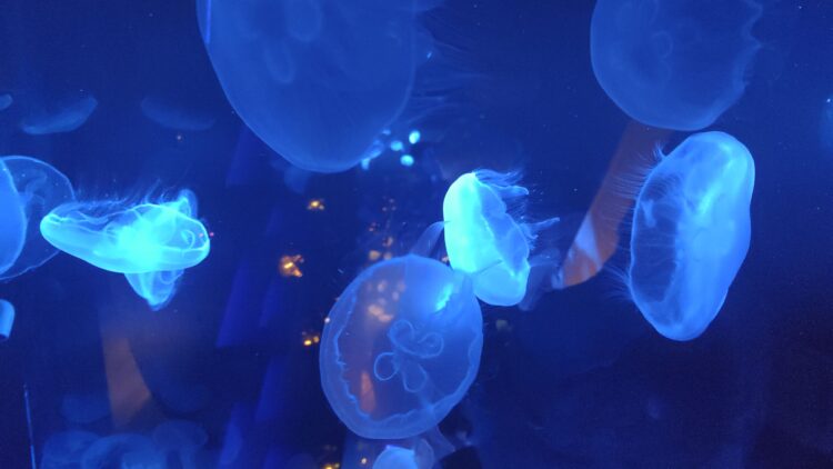 京都水族館、くらげのあかりたち