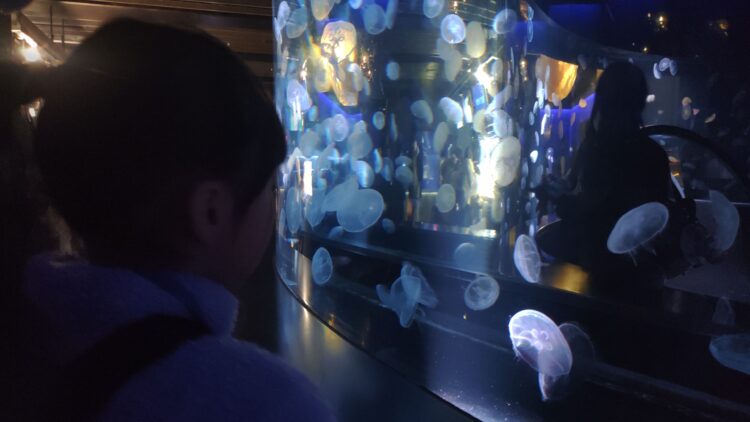 京都水族館、くらげのあかりたち