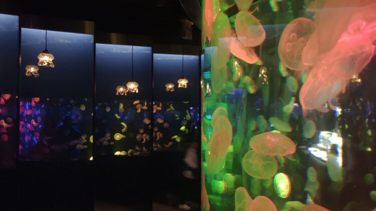 京都水族館、くらげのあかりたち