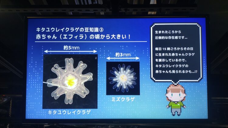 京都水族館、くらげのあかりたち