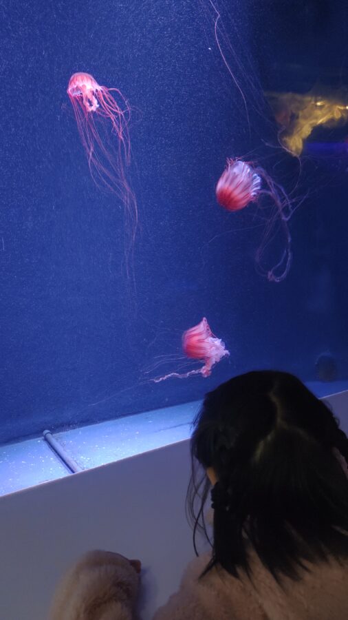 京都水族館、くらげのあかりたち