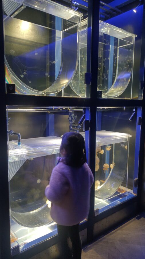京都水族館、くらげのあかりたち