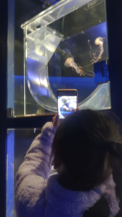 京都水族館、くらげのあかりたち