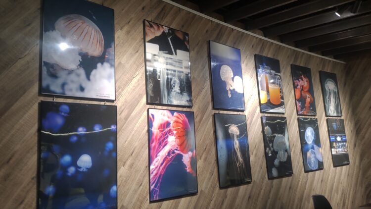 京都水族館、くらげのあかりたち