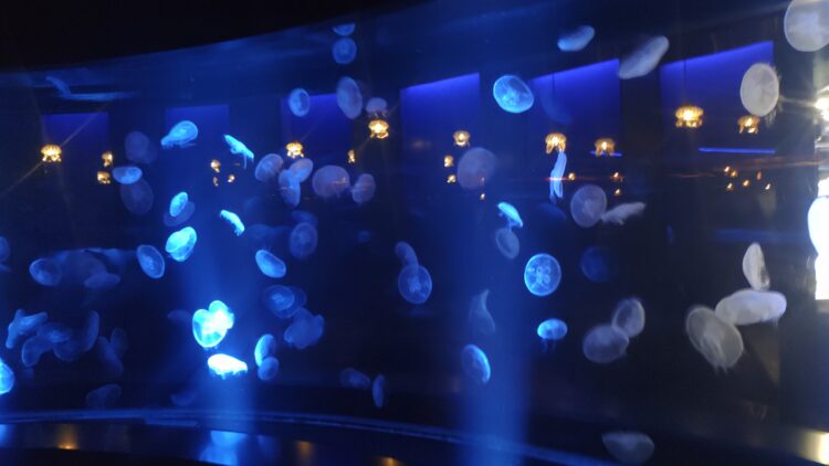 京都水族館、くらげのあかりたち